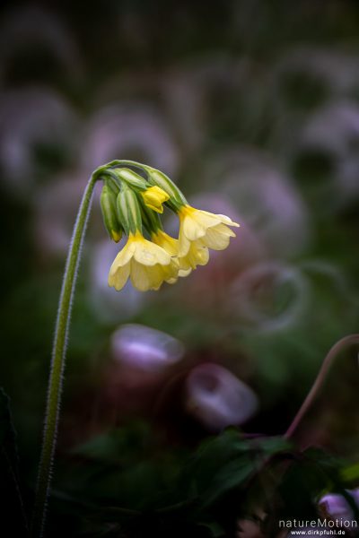 Echte Schlüsselblume, Wiesen-Schlüsselblume, Primula veris, Primulaceae, Blüten, Spiegeltele 300 mm, Göttingen, Deutschland
