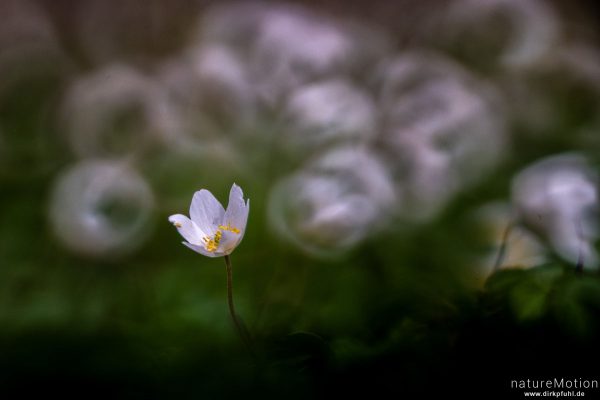 Buschwindröschen, Anemone nemorosa, Ranunculaceae, Blüten, Spiegeltele 300 mm, Göttingen, Deutschland