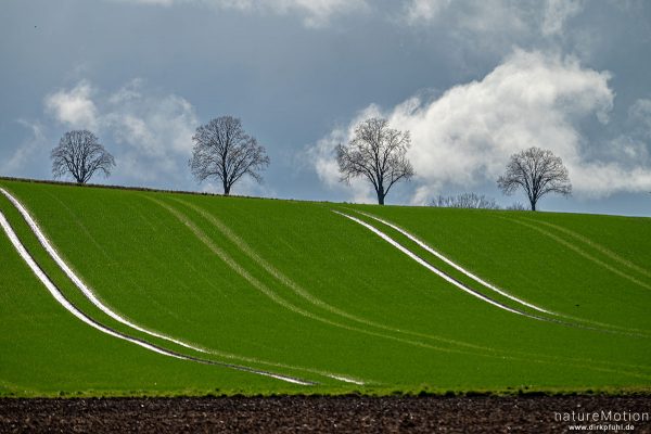 Bäume am Ackerrand, spiegelnde Treckerspuren, aufziehender Regen, Göttingen, Deutschland
