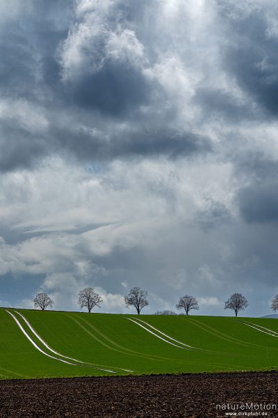 Bäume am Ackerrand, spiegelnde Treckerspuren, aufziehender Regen, Göttingen, Deutschland