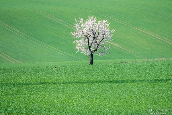 Feldhase inmitten Acker, blühender Kirschbaum, Bad Sachsa, Deutschland