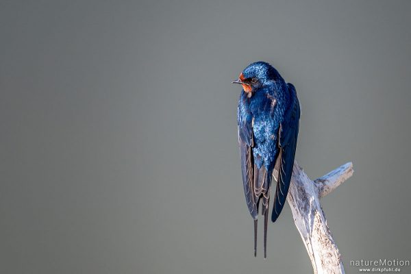 Rauchschwalbe, Hirundo rustica, Schwalben (Hirundinidae), Flüthewehr, Göttingen, Deutschland
