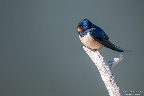 Rauchschwalbe, Hirundo rustica, Schwalben (Hirundinidae), Flüthewehr, Göttingen, Deutschland