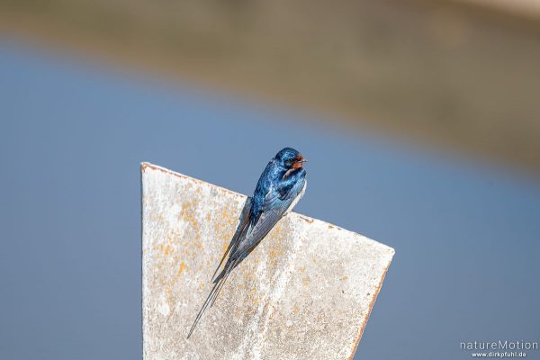 Rauchschwalbe, Hirundo rustica, Schwalben (Hirundinidae), Schlamm am Schnabel, Nestbau, Flüthewehr, Göttingen, Deutschland
