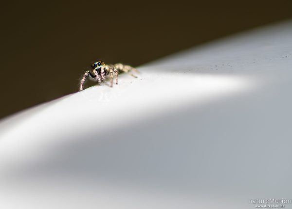 Zebraspringspinne, Salticus scenicus, 	Springspinnen (Salticidae), Balkon, Focus Stacking, Göttingen, Deutschland