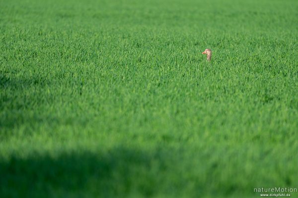 Graugans, Anser anser, Anatidae, einsam im Getreidefeld, Göttingen, Deutschland