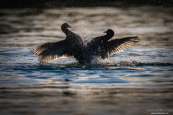 Bläßhuhn, Bläßralle, Fulica atra, Rallidae, Revierkampf, Rosdorfer Baggersee, Göttingen, Deutschland