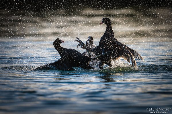 Bläßhuhn, Bläßralle, Fulica atra, Rallidae, Revierkampf, Rosdorfer Baggersee, Göttingen, Deutschland
