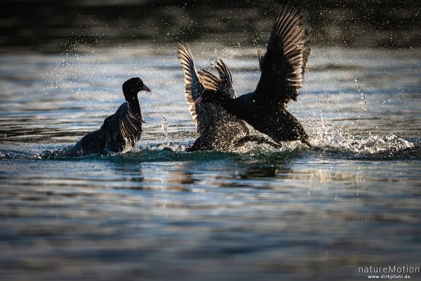 Bläßhuhn, Bläßralle, Fulica atra, Rallidae, Revierkampf, Rosdorfer Baggersee, Göttingen, Deutschland