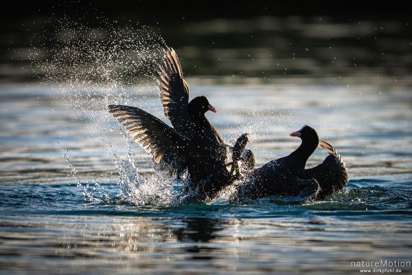 Bläßhuhn, Bläßralle, Fulica atra, Rallidae, Revierkampf, Rosdorfer Baggersee, Göttingen, Deutschland