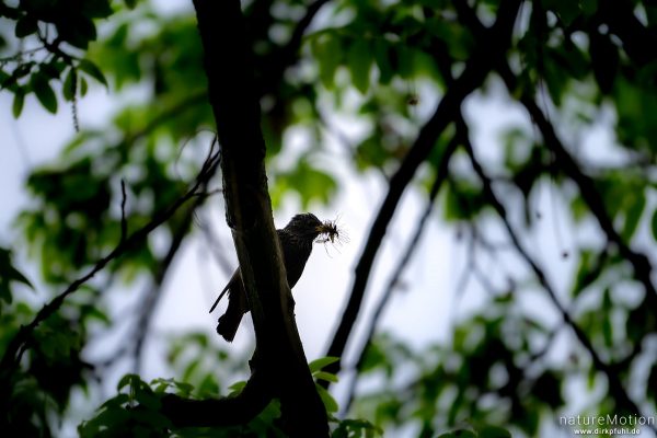 Star, Sturnus vulgaris, Sturnidae, mit Insekten im Schnabel für nahe Brut, Kiessee, Göttingen, Deutschland