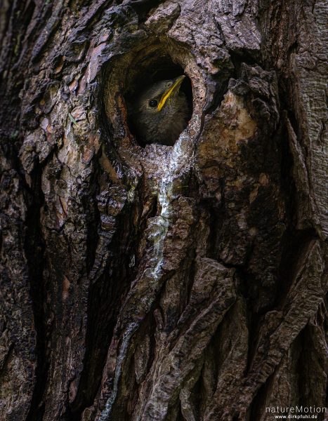 Star, Sturnus vulgaris, Sturnidae, Küken im Nest, Baumhöhle, Kiessee, Göttingen, Deutschland