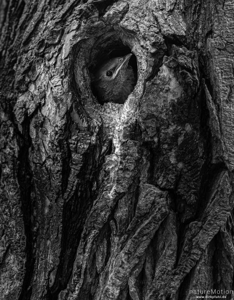 Star, Sturnus vulgaris, Sturnidae, Küken im Nest, Baumhöhle, Kiessee, Göttingen, Deutschland