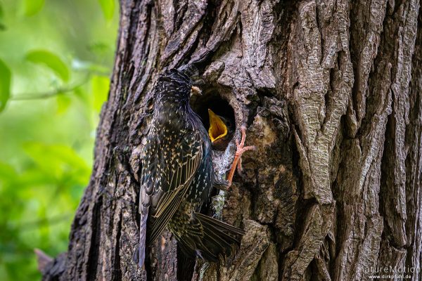 Star, Sturnus vulgaris, Sturnidae, Alttier füttert Küken an seinem Nest in einer Baumhöhle, Kiessee, Göttingen, Deutschland