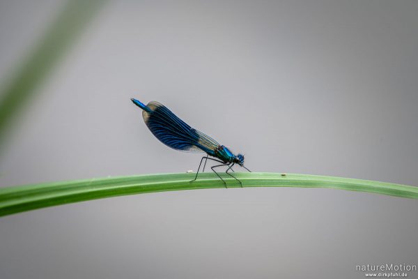 Gebänderte Prachtlibelle, Calopteryx splendens, Prachtlibellen (Calopterigidae), Naturschwimmbad Zechin, Genschmar, Deutschland