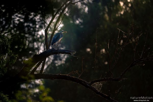 Graureiher, Ardea cinerea, Ardeidae, Kiessee, Göttingen, Deutschland