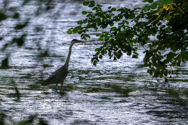Graureiher, Ardea cinerea, Ardeidae, auf Nahrungssuche im Flussbett, Leine, Göttingen, Deutschland