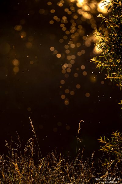 Mücken schwärmen im Abendlicht, Kiessee, Göttingen, Deutschland