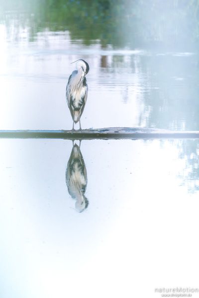 Graureiher, Ardea cinerea, Ardeidae, Gefiederpflege, Flüthewehr, Göttingen, Deutschland