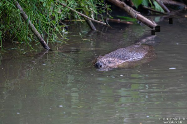Europäischer Biber, Castor fiber, Biber (Castoridae), Leine, Göttingen, Deutschland