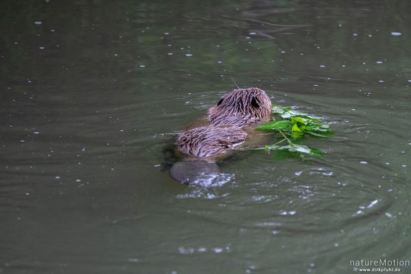 Europäischer Biber, Castor fiber, Biber (Castoridae), bringt belaubten Zweig in seinen Bau, Leine, Göttingen, Deutschland