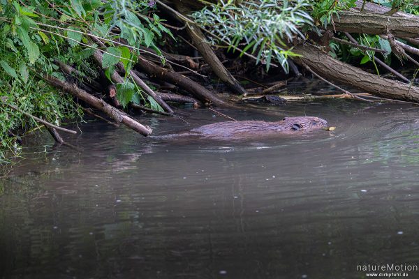 Europäischer Biber, Castor fiber, Biber (Castoridae), Leine, Göttingen, Deutschland