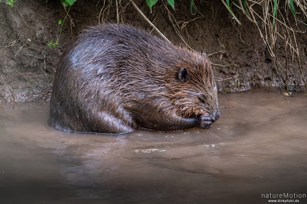 Europäischer Biber, Castor fiber, Biber (Castoridae), Fellpflege am Ufer, Leine, Göttingen, Deutschland