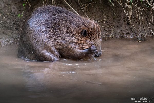 Europäischer Biber, Castor fiber, Biber (Castoridae), Fellpflege am Ufer, Leine, Göttingen, Deutschland