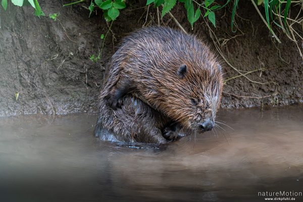 Europäischer Biber, Castor fiber, Biber (Castoridae), Fellpflege am Ufer, Leine, Göttingen, Deutschland