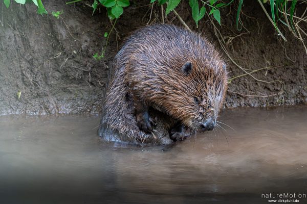 Europäischer Biber, Castor fiber, Biber (Castoridae), Fellpflege am Ufer, Leine, Göttingen, Deutschland