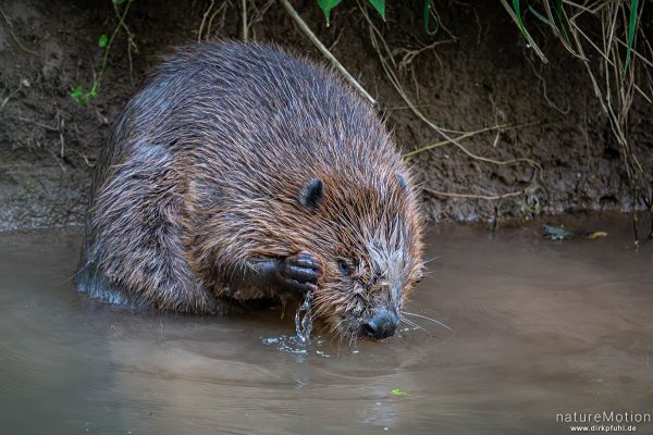 Europäischer Biber, Castor fiber, Biber (Castoridae), Fellpflege am Ufer, Leine, Göttingen, Deutschland