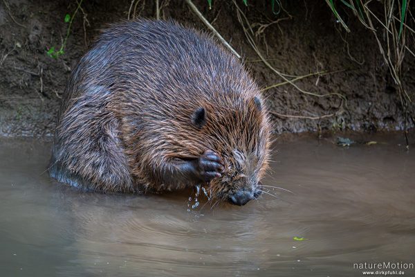 Europäischer Biber, Castor fiber, Biber (Castoridae), Fellpflege am Ufer, Leine, Göttingen, Deutschland
