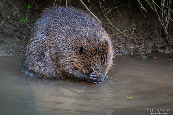 Europäischer Biber, Castor fiber, Biber (Castoridae), Fellpflege am Ufer, Leine, Göttingen, Deutschland