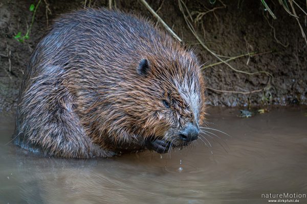 Europäischer Biber, Castor fiber, Biber (Castoridae), Fellpflege am Ufer, Leine, Göttingen, Deutschland