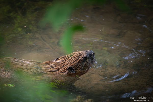 Europäischer Biber, Castor fiber, Biber (Castoridae), Leine, Göttingen, Deutschland