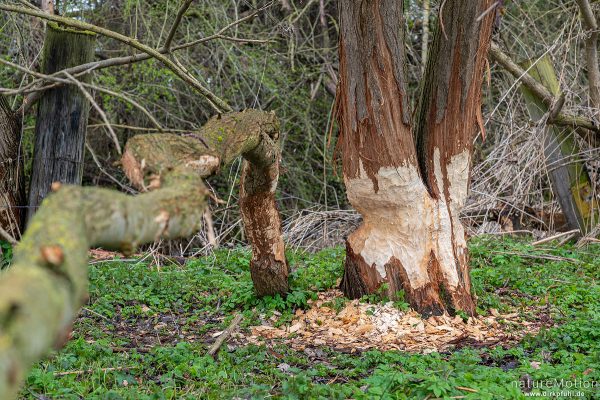 Biber, Fraßspuren, Gartetal, Göttingen, Deutschland