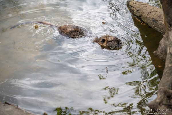 Nutria, Biberratte, Myocastor coypus, 	Stachelratten (Echimyidae), an Fütterungsstelle, Nidda, Frankfurt a.M., Deutschland