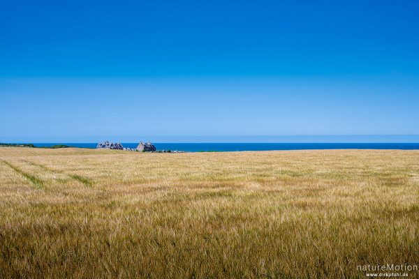 Getreidefeld am Meer, Buckie, Schottland