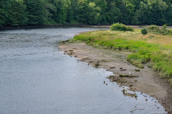 Kegelrobbe, Halichoerus grypus, 	Hundsrobben (Phocidae), Tiere am Ufer des Don, Aberdeen, Schottland