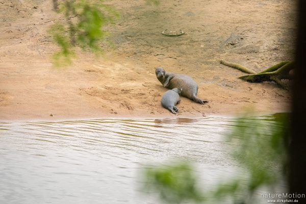 Kegelrobbe, Halichoerus grypus, 	Hundsrobben (Phocidae), Gruppe von Tieren sonnt sich am ufer des Don, Jungtier wird gesäugt, Aberdeen, Schottland