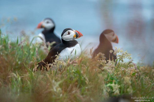 Papageitauscher, Papageientaucher, Puffin, Fratercula arctica, 	Regenpfeiferartige (Charadriiformes),Tiere an ihren Bruthöhlen in den Klippen von Lunga, Lunga - Treshnish Isles, Schottland