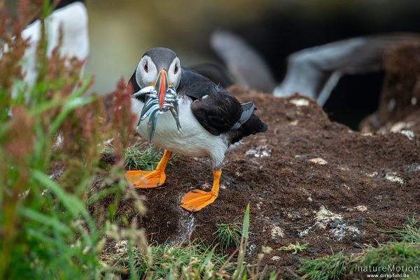 Papageitauscher, Papageientaucher, Puffin, Fratercula arctica, 	Regenpfeiferartige (Charadriiformes) Tier mit gefangenen Fischen im Schnabel an ihren Bruthöhlen in den Klippen von Lunga, Lunga - Treshnish Isles, Schottland