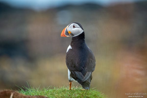 Papageitauscher, Papageientaucher, Puffin, Fratercula arctica, 	Regenpfeiferartige (Charadriiformes),Tiere an ihren Bruthöhlen in den Klippen von Lunga, Lunga - Treshnish Isles, Schottland