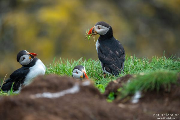 Papageitauscher, Papageientaucher, Puffin, Fratercula arctica, 	Regenpfeiferartige (Charadriiformes),Tieremit Nistmaterial  an ihren Bruthöhlen in den Klippen von Lunga, Lunga - Treshnish Isles, Schottland