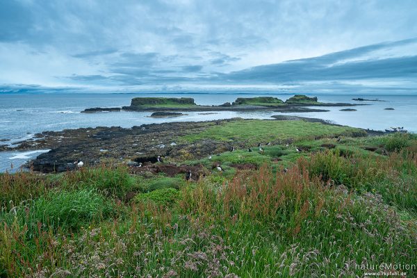 Papageitauscher, Papageientaucher, Puffin, Fratercula arctica, 	Regenpfeiferartige (Charadriiformes),Tiere an ihren Bruthöhlen in den Klippen von Lunga, Lunga - Treshnish Isles, Schottland