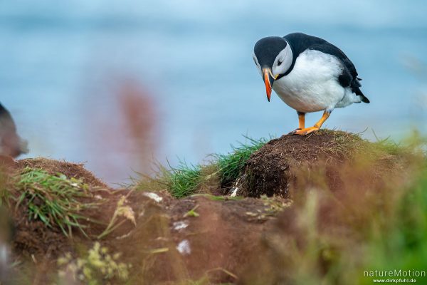 Papageitauscher, Papageientaucher, Puffin, Fratercula arctica, 	Regenpfeiferartige (Charadriiformes),Tiere an ihren Bruthöhlen in den Klippen von Lunga, Lunga - Treshnish Isles, Schottland
