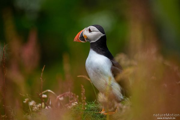 Papageitauscher, Papageientaucher, Puffin, Fratercula arctica, 	Regenpfeiferartige (Charadriiformes),Tiere an ihren Bruthöhlen in den Klippen von Lunga, Lunga - Treshnish Isles, Schottland