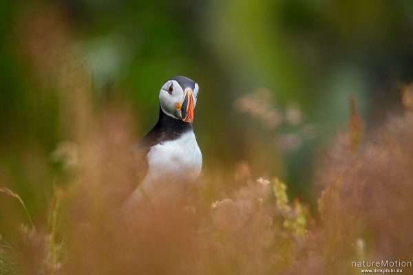 Papageitauscher, Papageientaucher, Puffin, Fratercula arctica, 	Regenpfeiferartige (Charadriiformes),Tiere an ihren Bruthöhlen in den Klippen von Lunga, Lunga - Treshnish Isles, Schottland