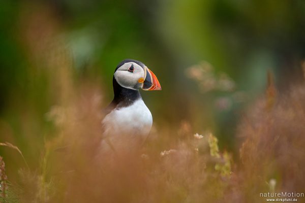Papageitauscher, Papageientaucher, Puffin, Fratercula arctica, 	Regenpfeiferartige (Charadriiformes),Tiere an ihren Bruthöhlen in den Klippen von Lunga, Lunga - Treshnish Isles, Schottland