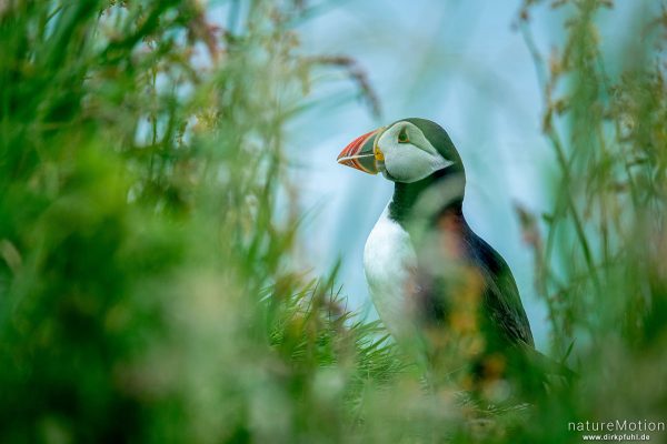 Papageitauscher, Papageientaucher, Puffin, Fratercula arctica, 	Regenpfeiferartige (Charadriiformes),Tiere an ihren Bruthöhlen in den Klippen von Lunga, Lunga - Treshnish Isles, Schottland